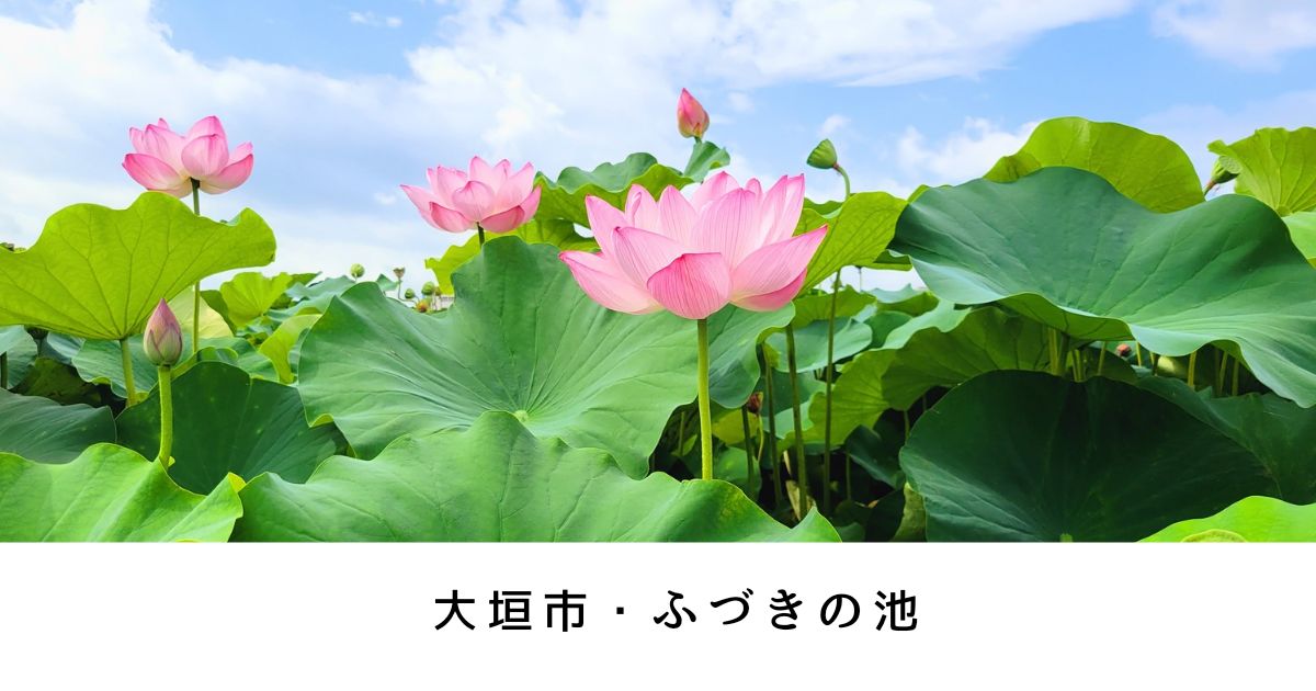 大垣市・ふづきの池　７月が見頃！一面に広がるハスの花に癒やされる【撮影スポット】