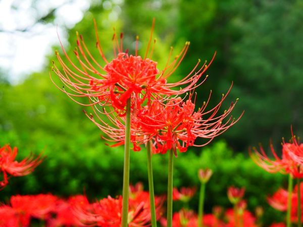 彼岸花はいつ咲く？岐阜県内での見頃時期は？