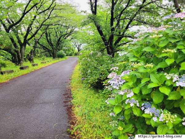 輪之内町 中将姫公園 あじさい