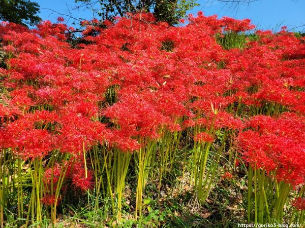 岐阜県海津市　津屋川堤防の彼岸花