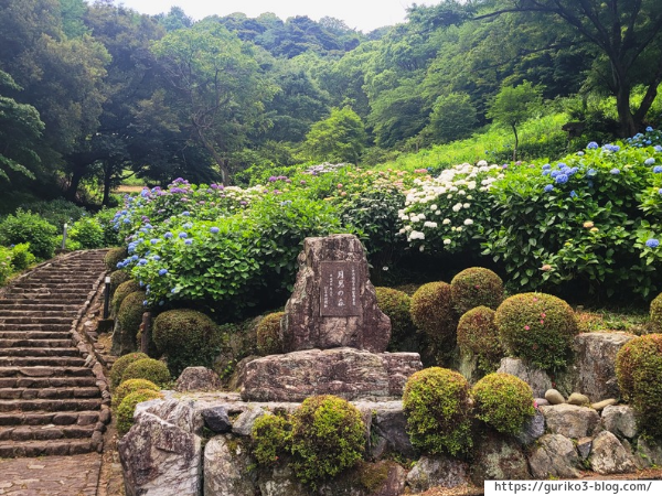 岐阜県海津市　月見の森　紫陽花