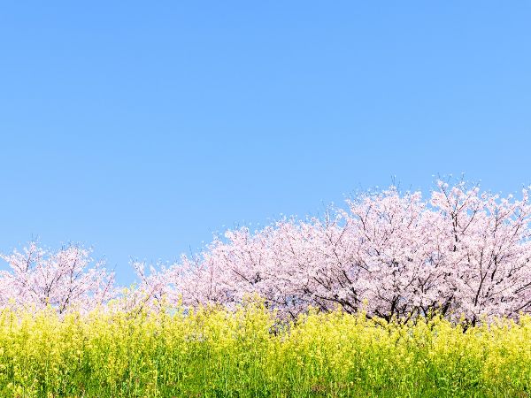 岐阜県羽島市　桜堤サブセンター