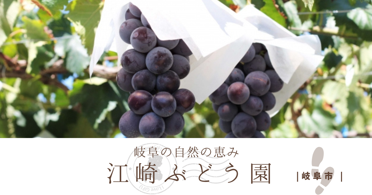 今が旬のブドウを味わう！岐阜市「江崎ぶどう園」〜販売時期や駐車場情報をまるっと紹介【岐阜さんぽ】