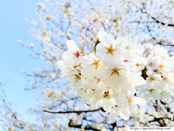 岐阜県　羽島市　桜堤サブセンター