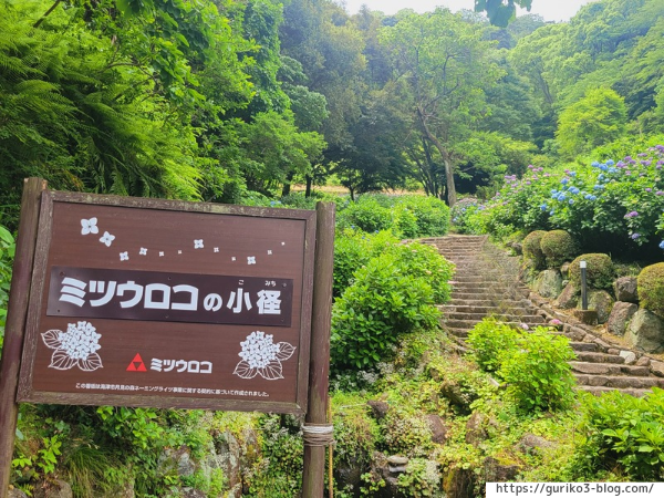 岐阜県海津市　月見の森　紫陽花