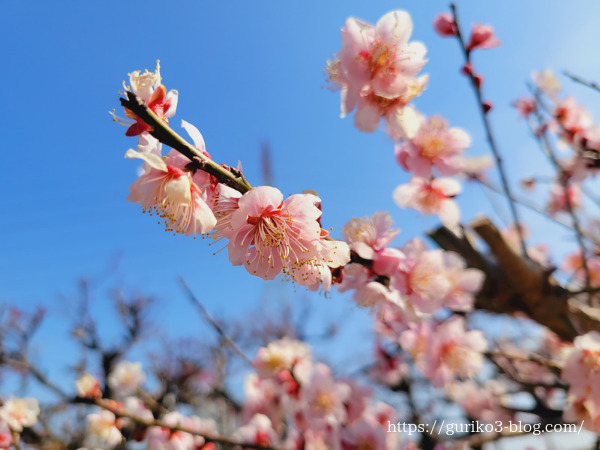 岐阜の梅の名所で春の訪れを感じに行こう！