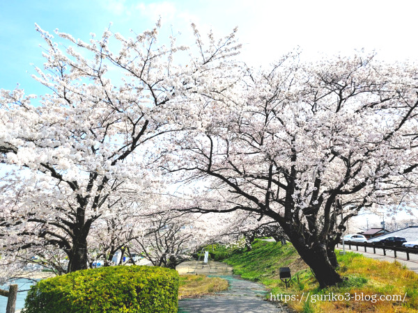 岐阜県安八郡神戸町　輪中堤の桜　桜の名所
