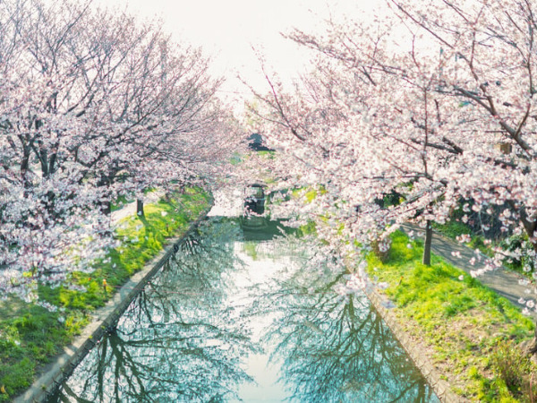 岐阜県内での花見の名所・おすすめな場所は？