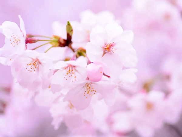 岐阜県内の桜の開花予想！2023年度の見頃時期は？