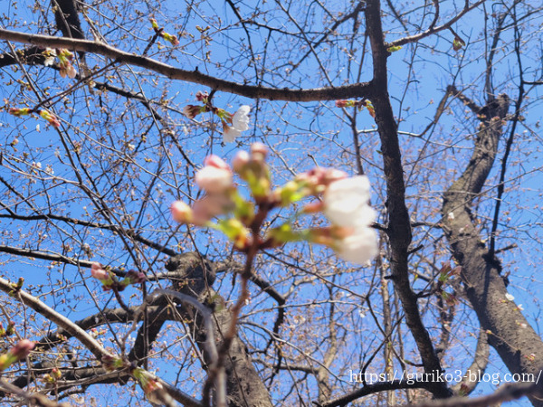 ピンボケしている桜の花