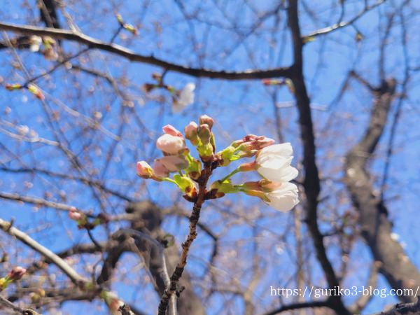 ピントが合っている桜の花
