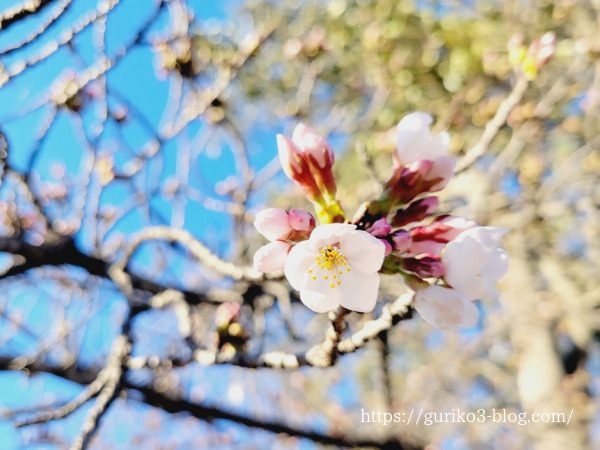 フィルターなしで撮った桜の写真