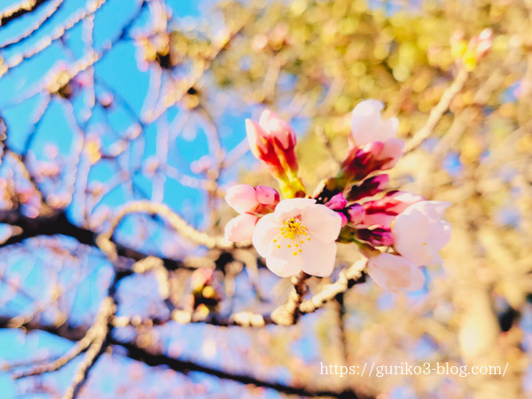 フィルターをかけて撮影した桜の写真
