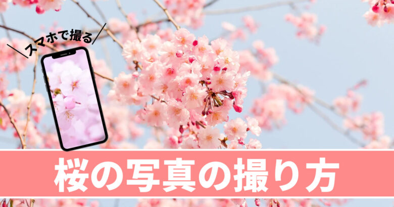真似するだけ簡単！スマホで綺麗な桜の写真を撮る方法　撮影テクニック