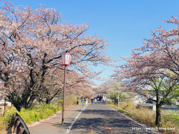 輪中堤の桜〜水害を守る地に築かれた美しい桜並木　岐阜県安八郡神戸町 ・輪中堤の桜
