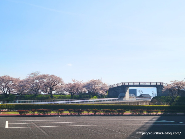 駐車場側から　岐阜県安八郡神戸町 ・輪中堤の桜　撮影スポット