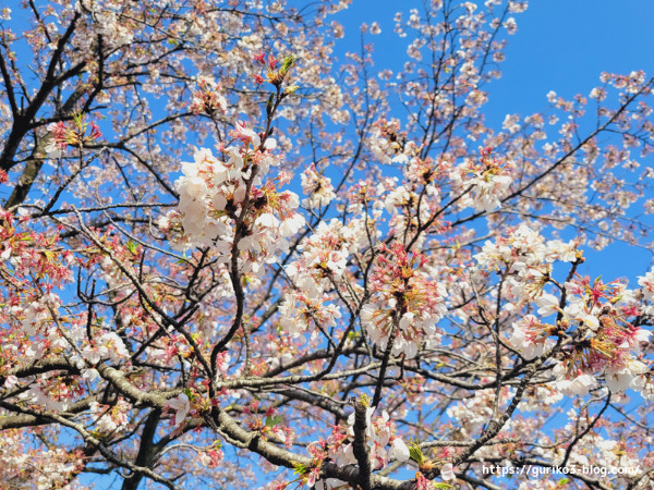 岐阜県安八郡神戸町 ・輪中堤の桜