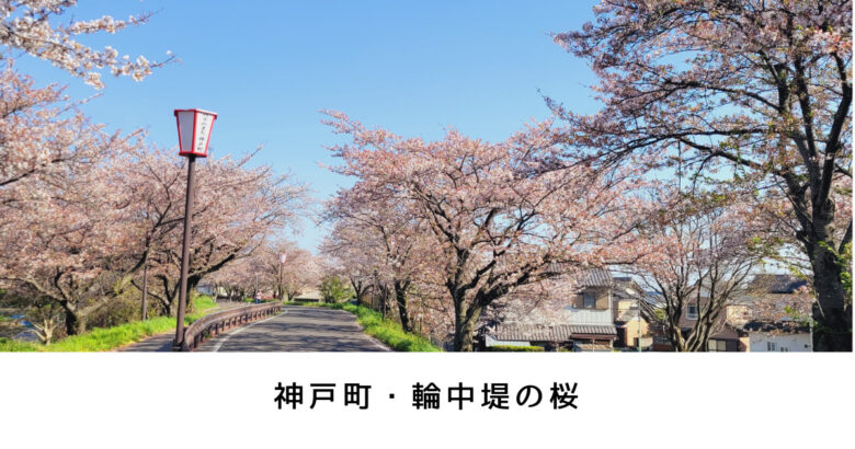 神戸町・輪中堤の桜　水害から守る地に築かれた美しい桜並木　撮影レポ