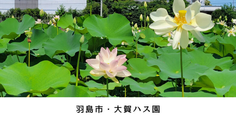 羽島市・大賀ハス園 水上の花畑！世界最古のハスの花とスイレンが咲く【撮影スポット】