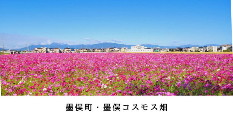 墨俣町・コスモス畑　秋のお出かけにぴったり！ピンク色の可憐な花に癒やされる【撮影スポット】