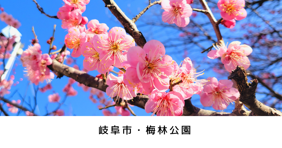 岐阜市・梅林公園　早咲の梅が見頃！機関車D51との共演も楽しめる【撮影スポット】