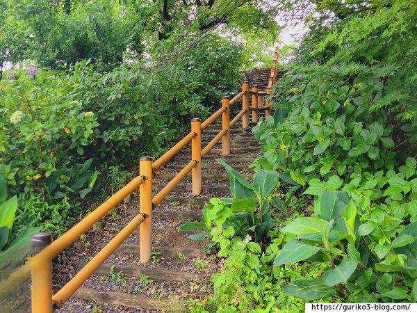 輪之内町 中将姫公園 あじさい