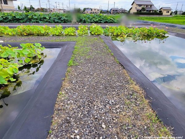 大垣市　ふづきの池