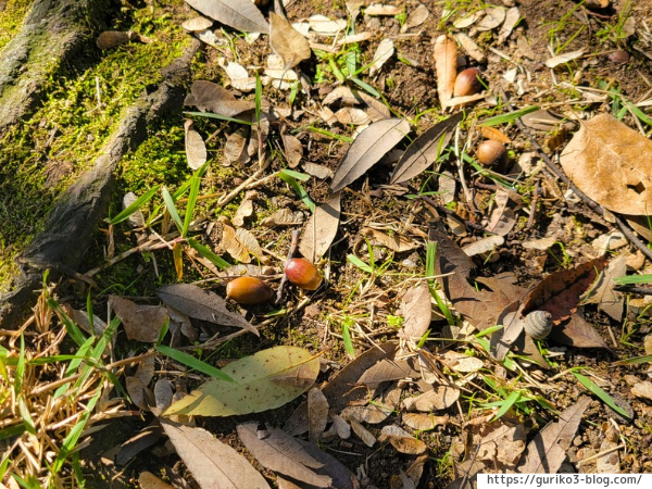 岐阜県各務原市　学びの森　紅葉