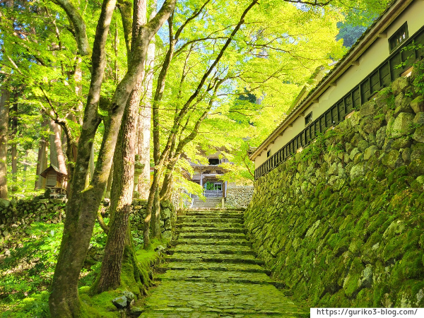 岐阜県揖斐川町　横蔵寺　紅葉