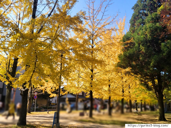 岐阜県各務原市　学びの森　イチョウ並木