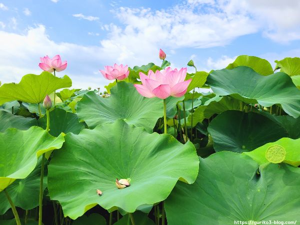 大垣市ふづきの池