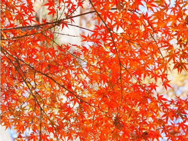 谷汲山華厳寺の紅葉の見頃時期
