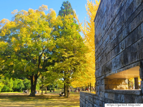 岐阜県各務原市　学びの森　イチョウ