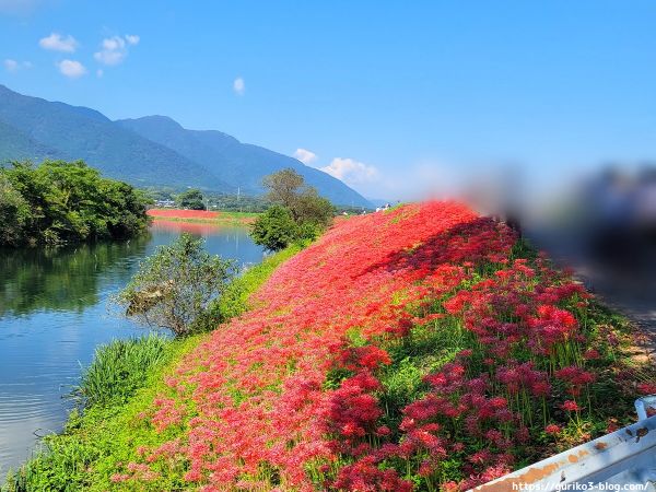 岐阜県海津市　津屋川堤防の彼岸花