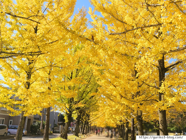 岐阜県各務原市　学びの森　イチョウ並木