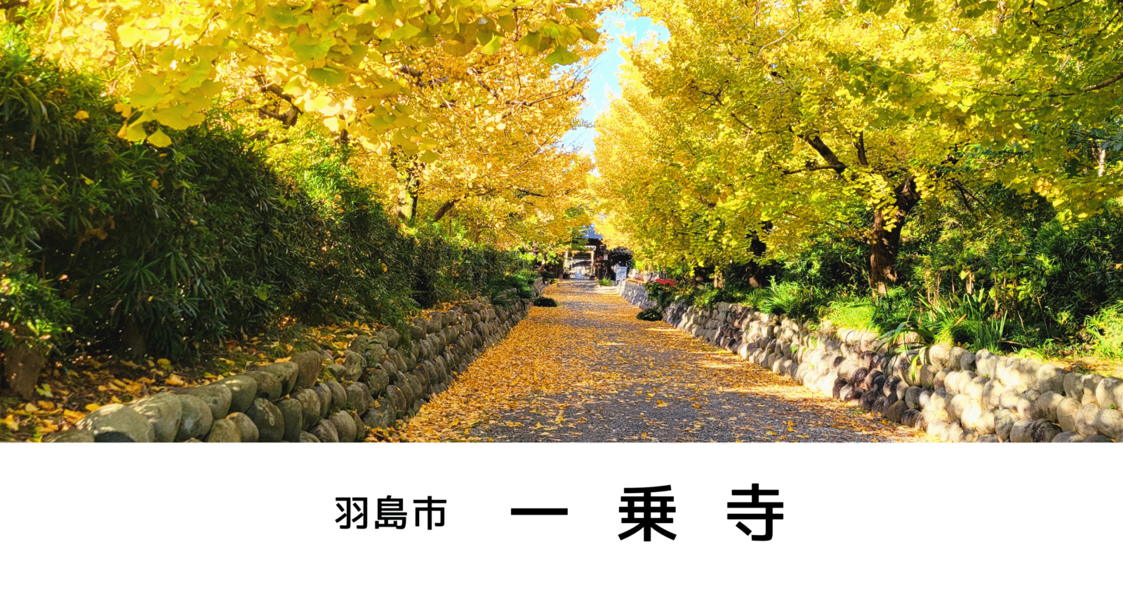 一乗寺（羽島市）イチョウ寺で楽しむ黄金色の絶景【撮影スポット】