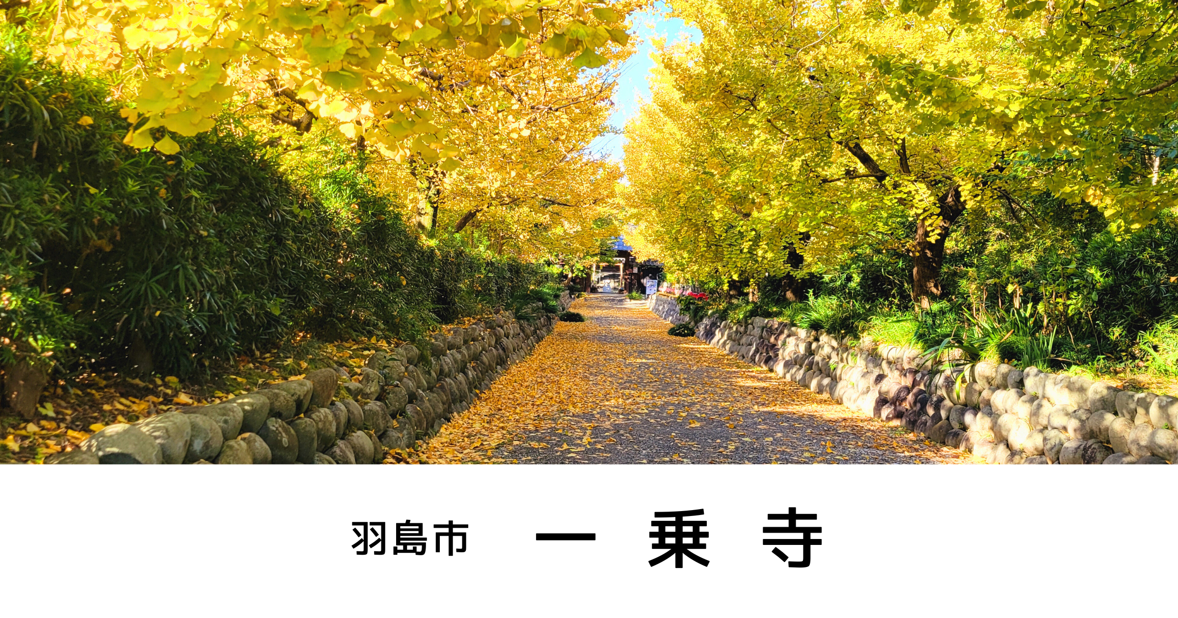 一乗寺（羽島市）イチョウ寺で楽しむ黄金色の絶景【撮影スポット】