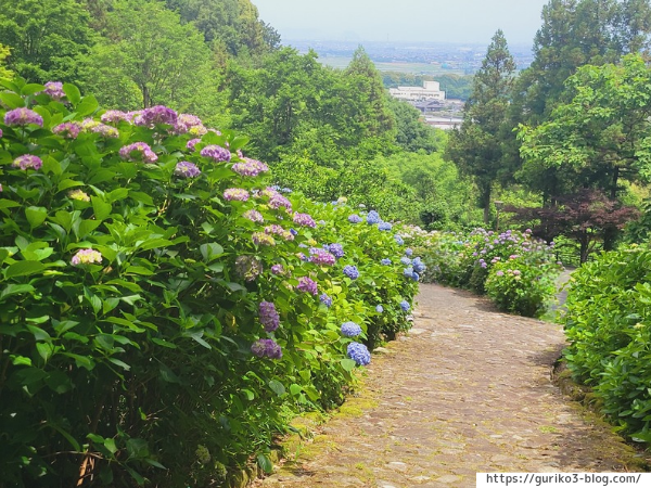 岐阜県海津市　月見の森　紫陽花