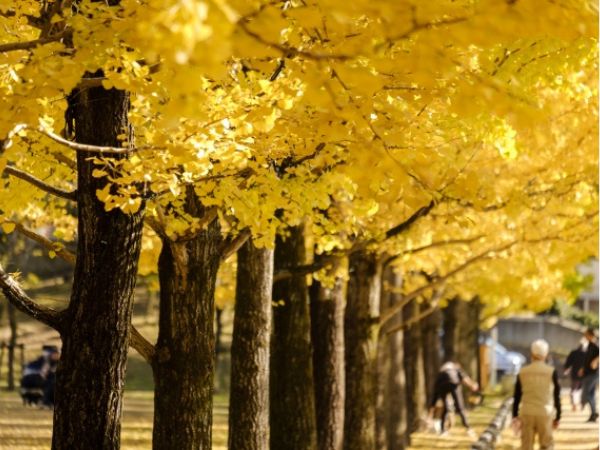 各務原　学びの森　イチョウ並木