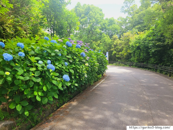 岐阜県海津市　月見の森　紫陽花