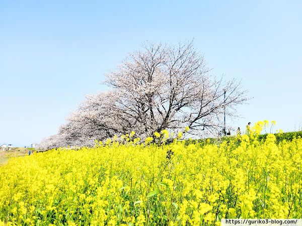 岐阜県　羽島市　桜堤サブセンター