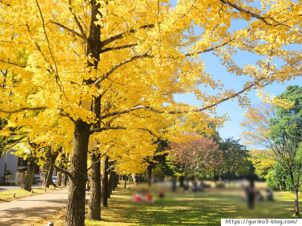 岐阜県各務原市　学びの森　イチョウ並木