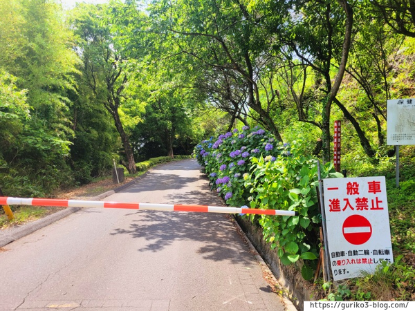 岐阜県海津市　月見の森　紫陽花