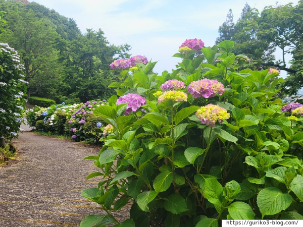 岐阜県海津市　月見の森　紫陽花