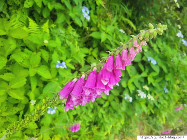 岐阜県海津市　月見の森　紫陽花