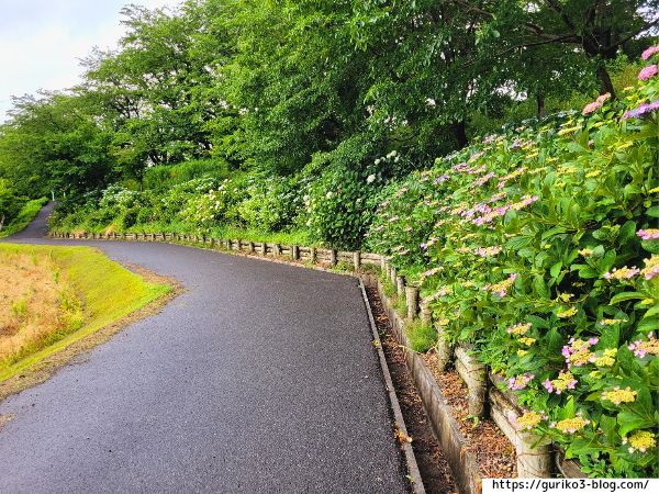 輪之内町 中将姫公園 あじさい