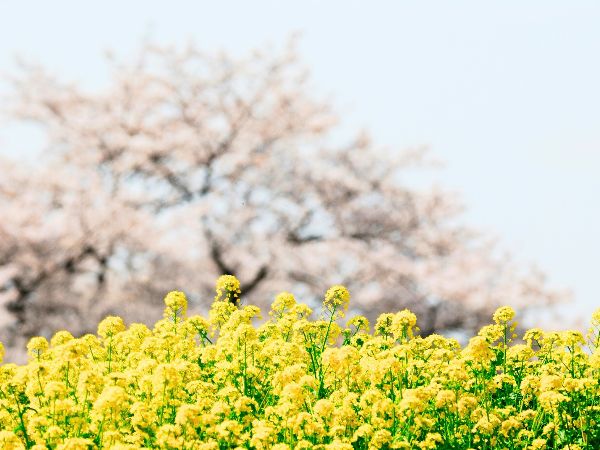 岐阜県　羽島市　桜堤サブセンター