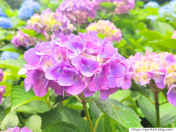 岐阜県海津市　月見の森　紫陽花