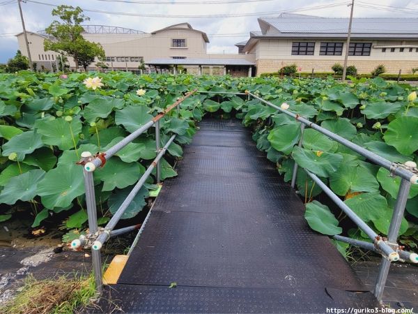 大垣市　ふづきの池