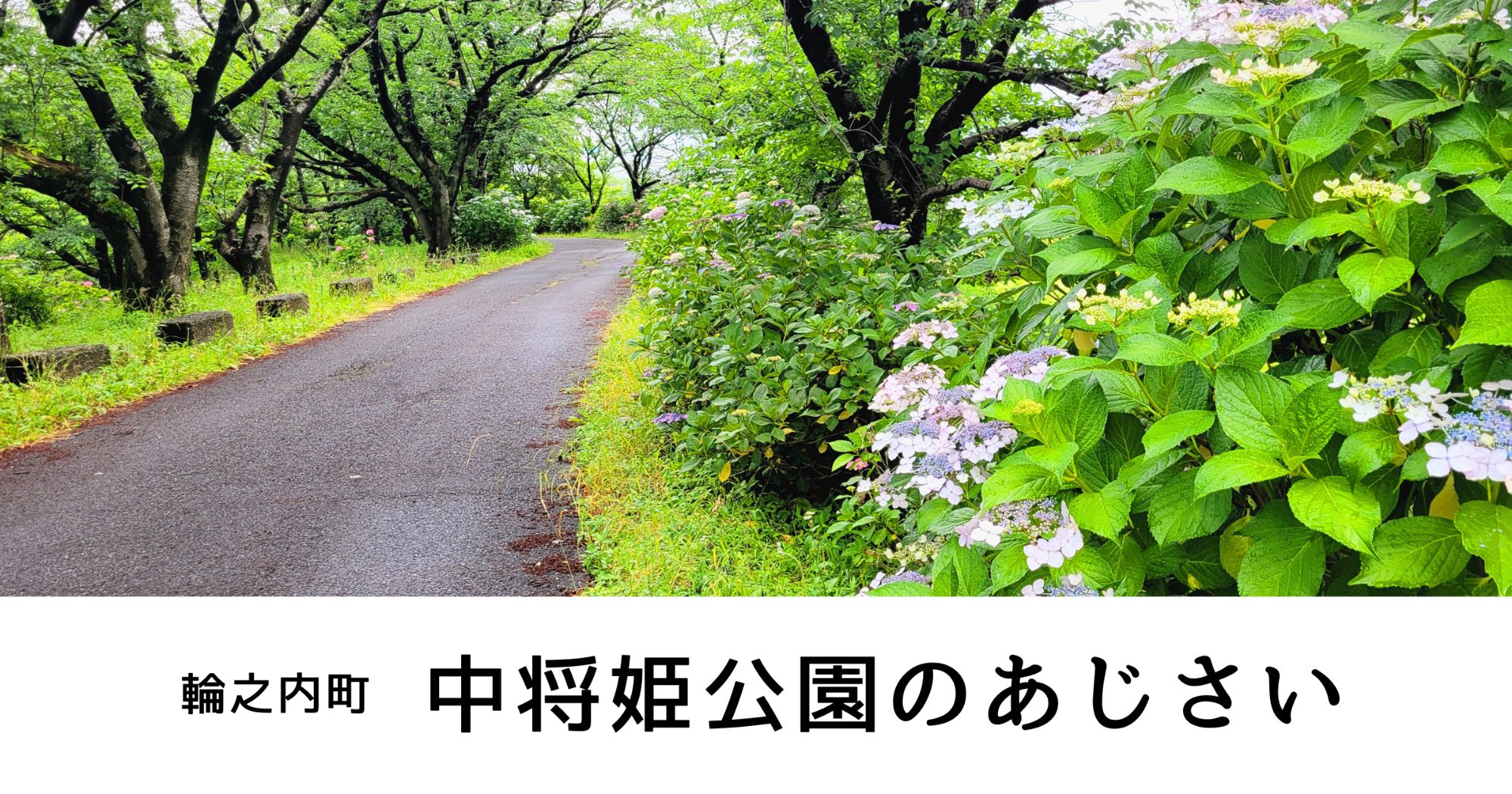 中将姫あじさいロード(輪之内町)本戸輪中堤に広がるカラフルな花道【撮影スポット】